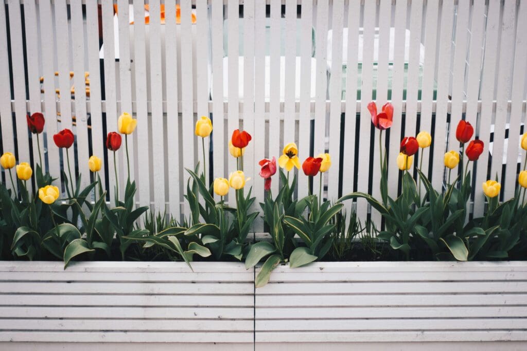 colorful tulips in front of a home